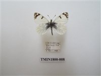 藏品(粉蝶科)的圖片